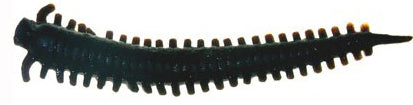 Berkley Gulp 2" Sandworm