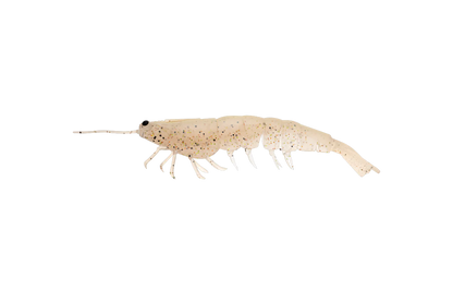 Irukandji Megaprawn 130mm