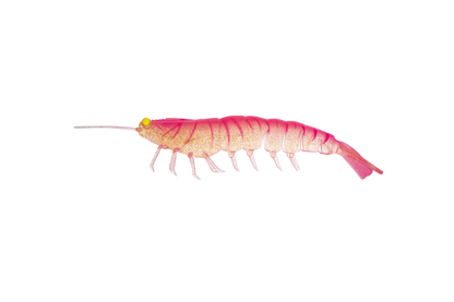 Irukandji Megaprawn 130mm