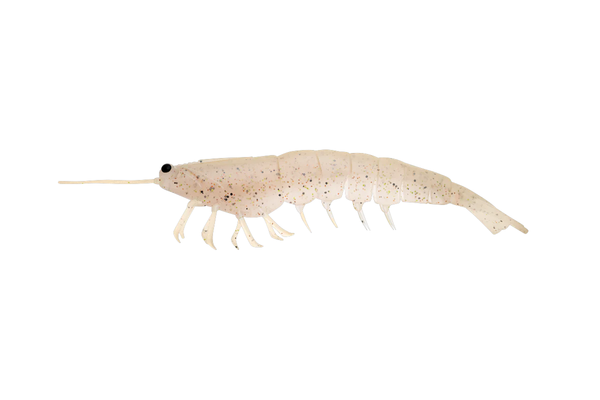 Irukandji Megaprawn 165mm