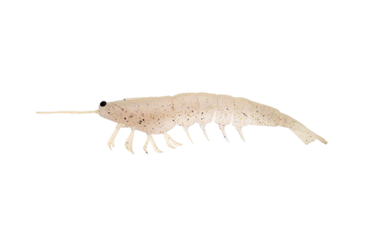 Irukandji Megaprawn 165mm