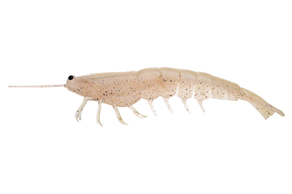 Irukandji Megaprawn 210mm