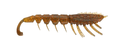 Rapala Crush City The Imposter 2.5"