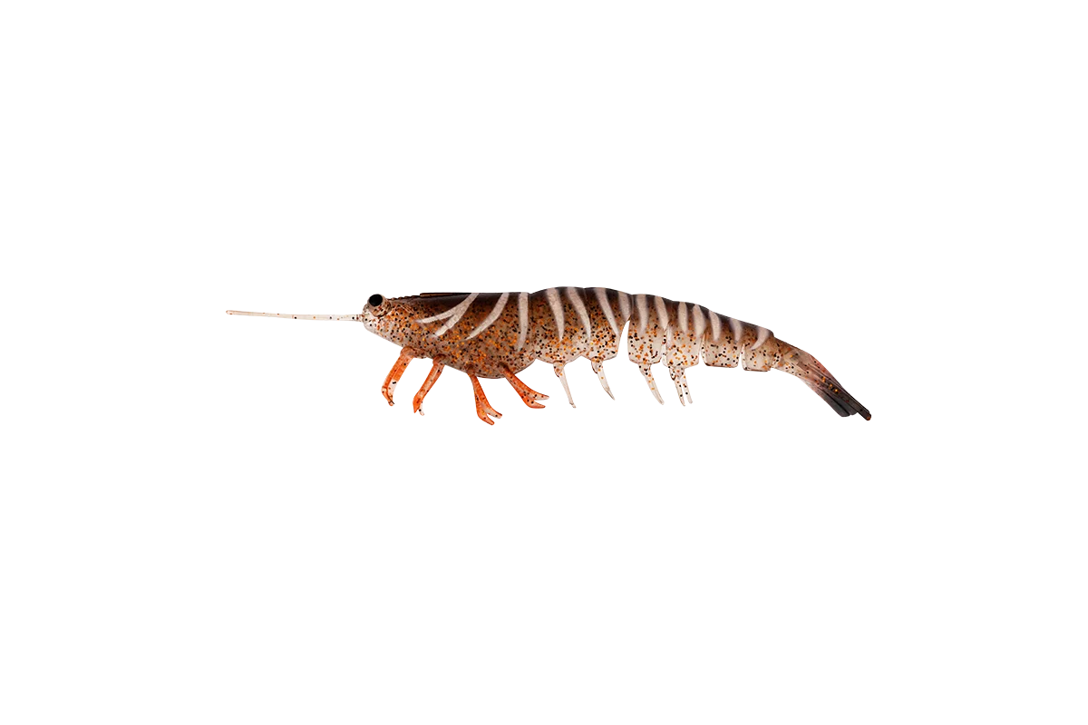 Irukandji Megaprawn 100mm