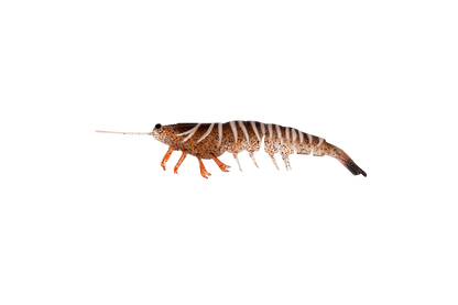 Irukandji Megaprawn 100mm