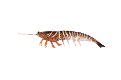 Irukandji Megaprawn 130mm