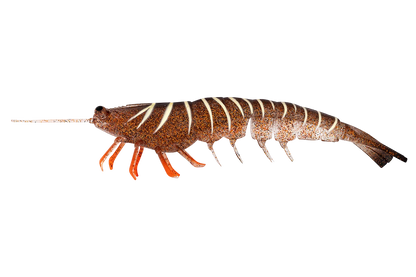 Irukandji Megaprawn 210mm