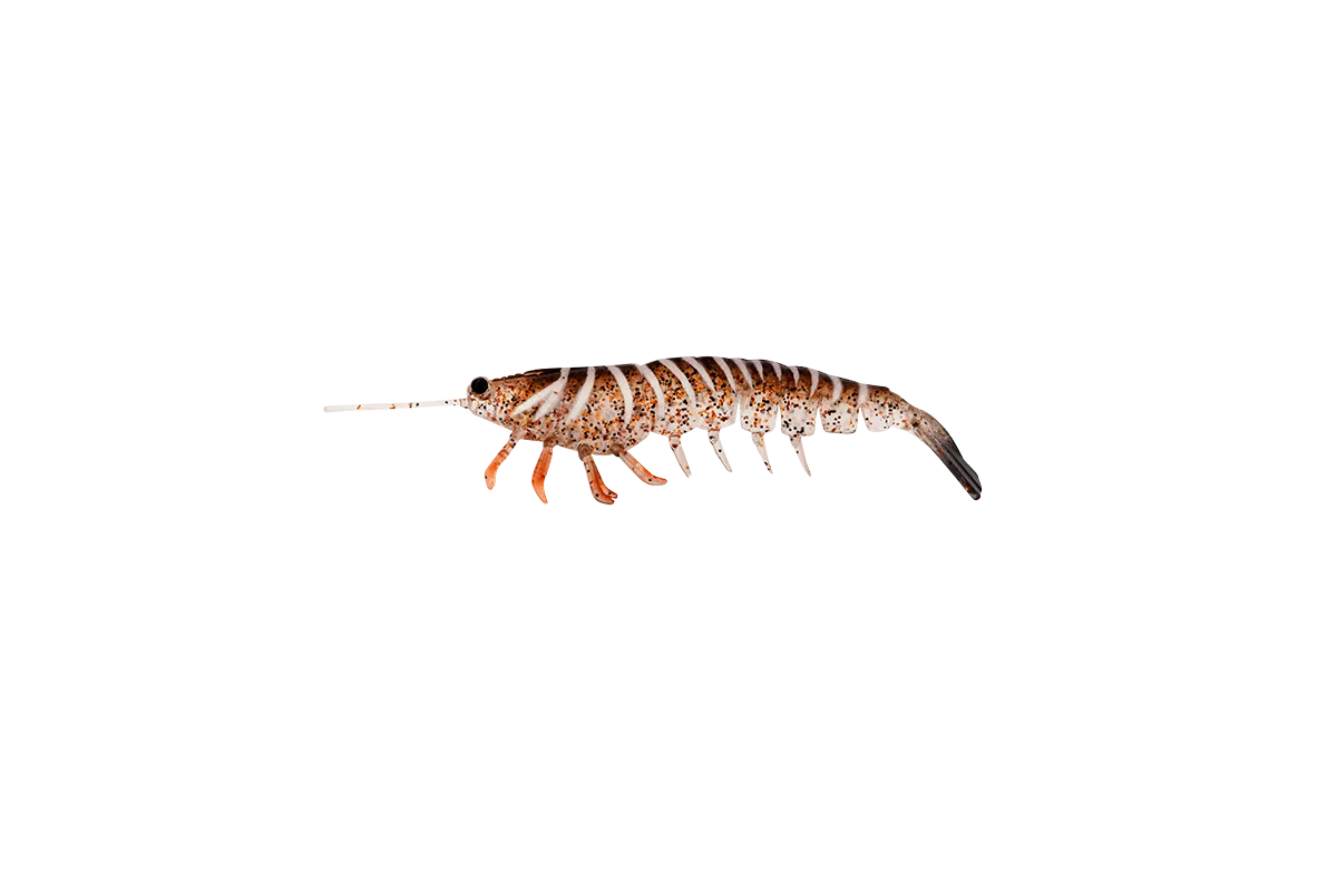 Irukandji Megaprawn 80mm
