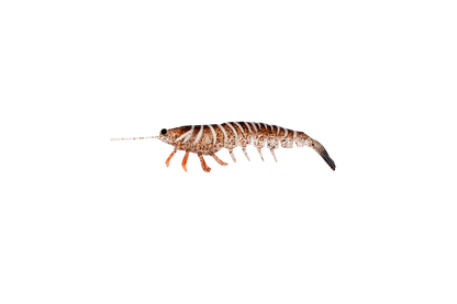 Irukandji Megaprawn 80mm