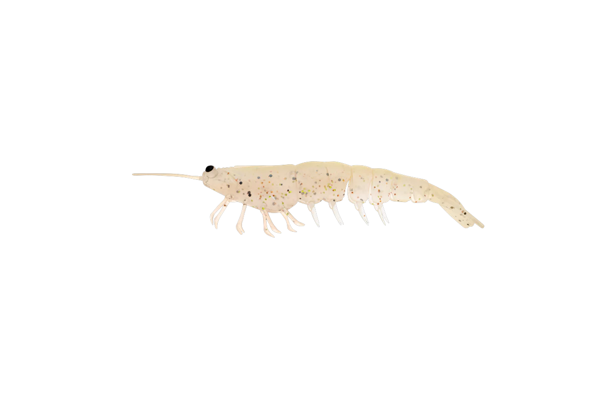 Irukandji Megaprawn 100mm