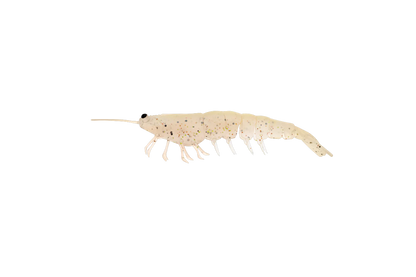 Irukandji Megaprawn 100mm