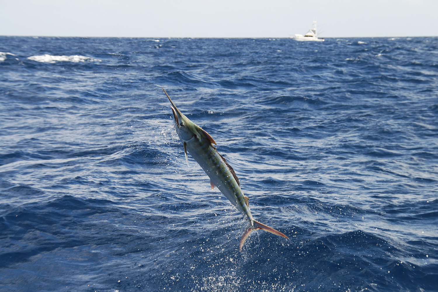 Juvenile Black Marlin Fishing in South East Queensland